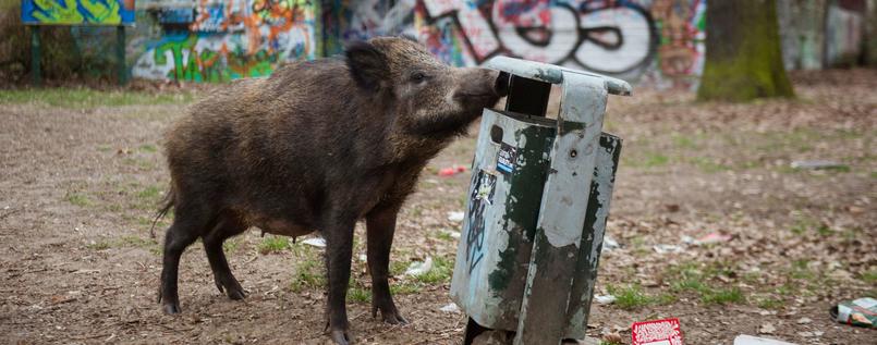 Afrikanische Schweinepest